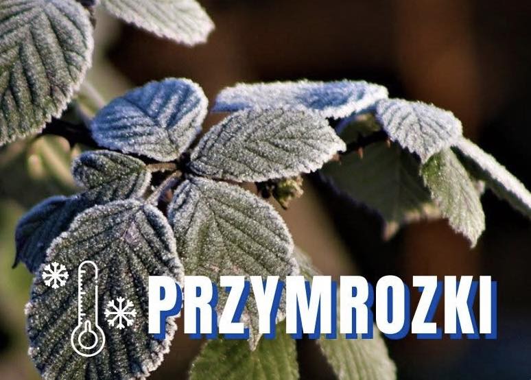 Ostrzeżenie przed przymrozkami w regionie 4-5 kwietnia 2026 roku