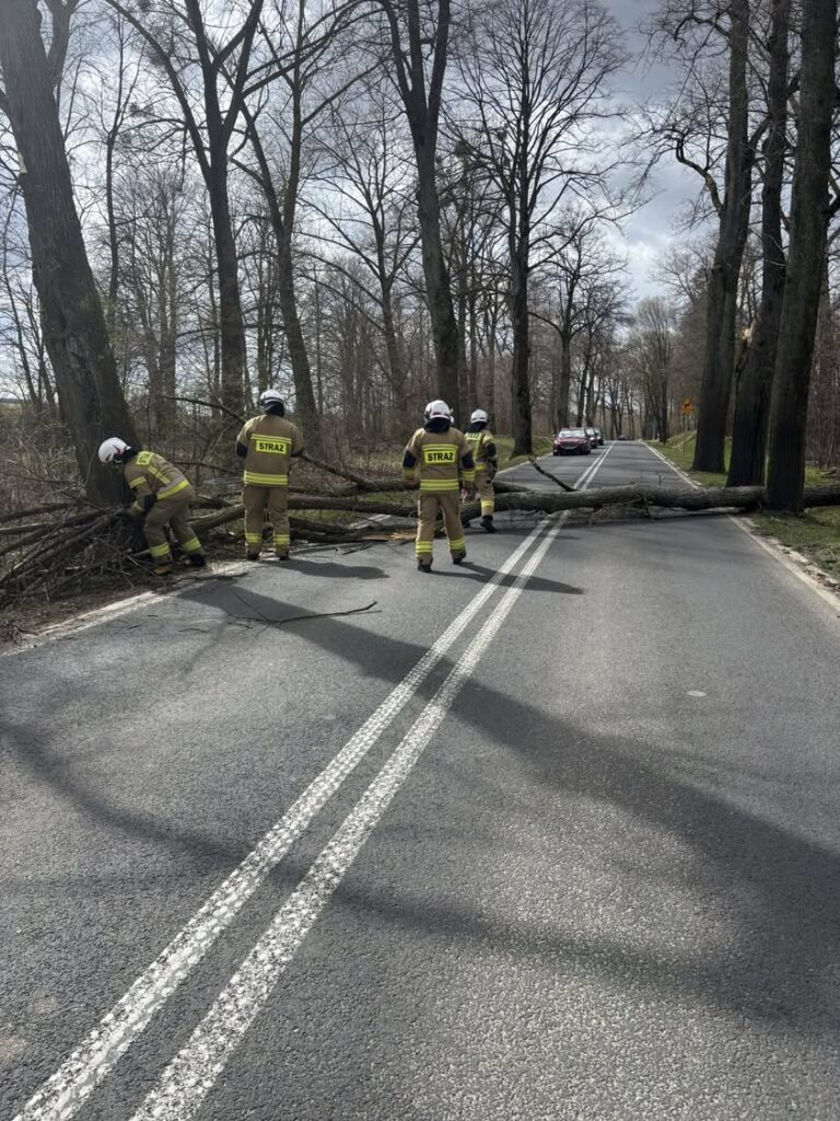 Interwencja OSP Banie Mazurskie: Powalone drzewo na drodze wojewódzkiej nr 650