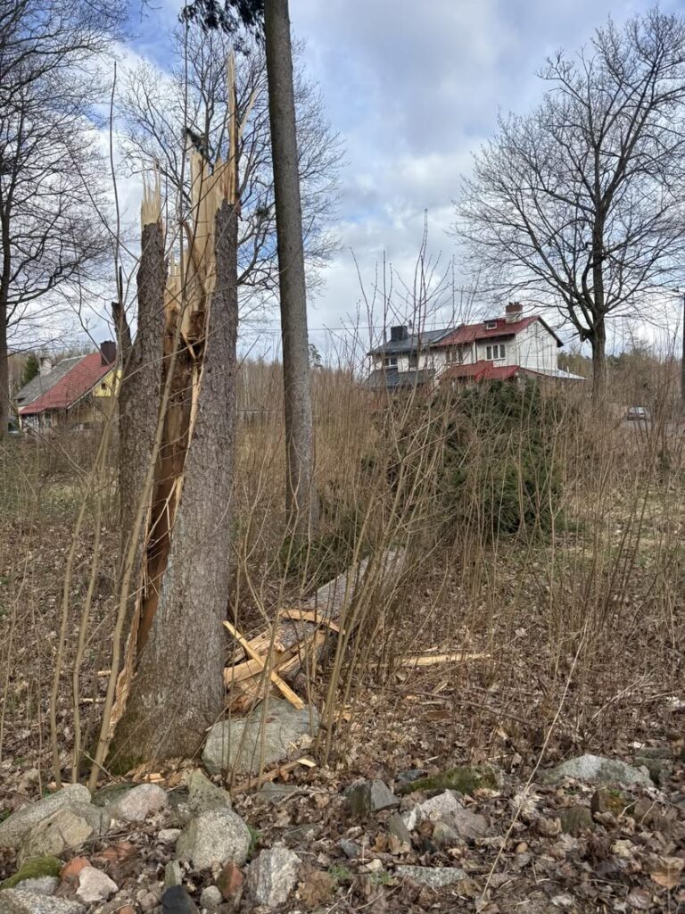 Alarm OSP Banie Mazurskie: Powalone drzewo w Jagoczanach