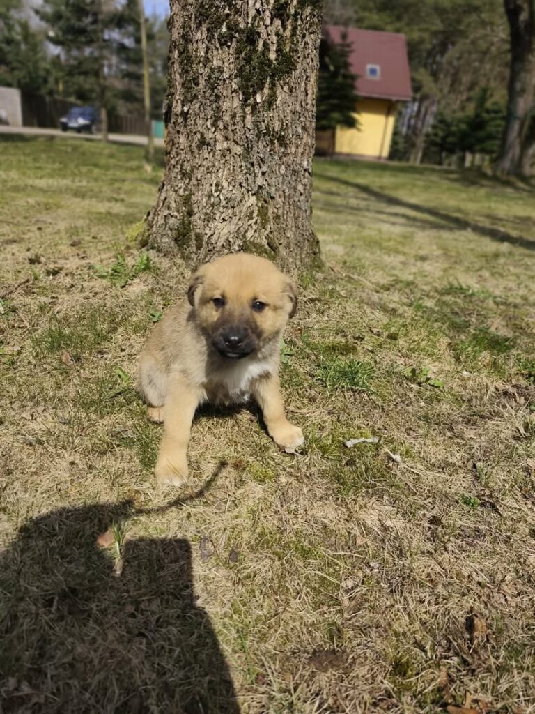 Cztery szczeniaki z Żytkiejm gotowe na adopcję