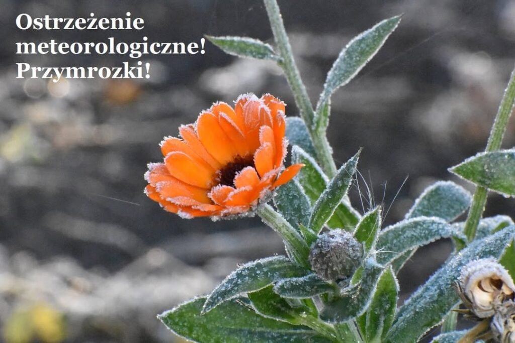 Uwaga na przymrozki w nocy 20/21 kwietnia 2026 roku