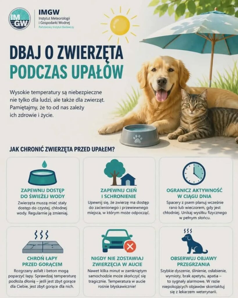Bezpieczne upały dla zwierząt – jak dbać o psy i koty latem